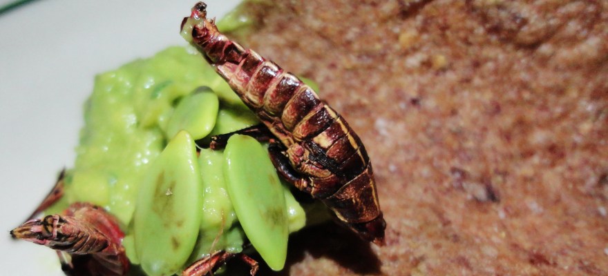 Taco Santo Cricket Chips