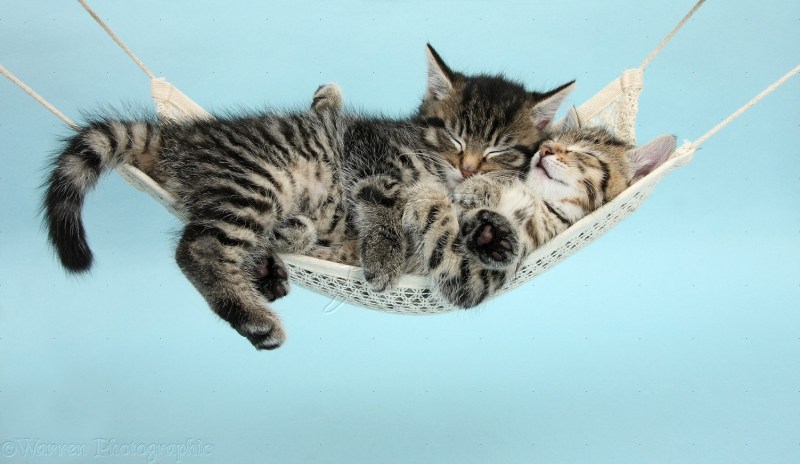 Two Cute Kittens In A Hammock