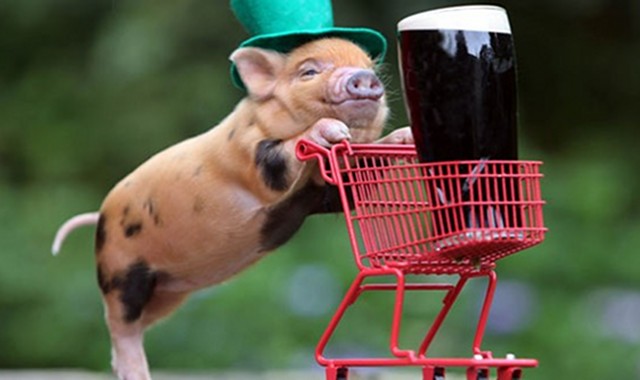 Pig Beer
