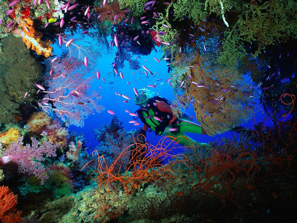 Ocean Day