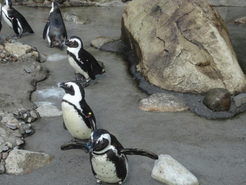 Brew At The Zoo Penguins 
